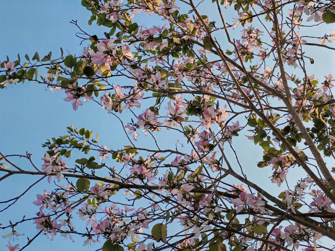 旧疾当愈，春日可期。 愿你的新年如早春的窗台， 有暖阳，有微风， 亦有漫山梨花晕