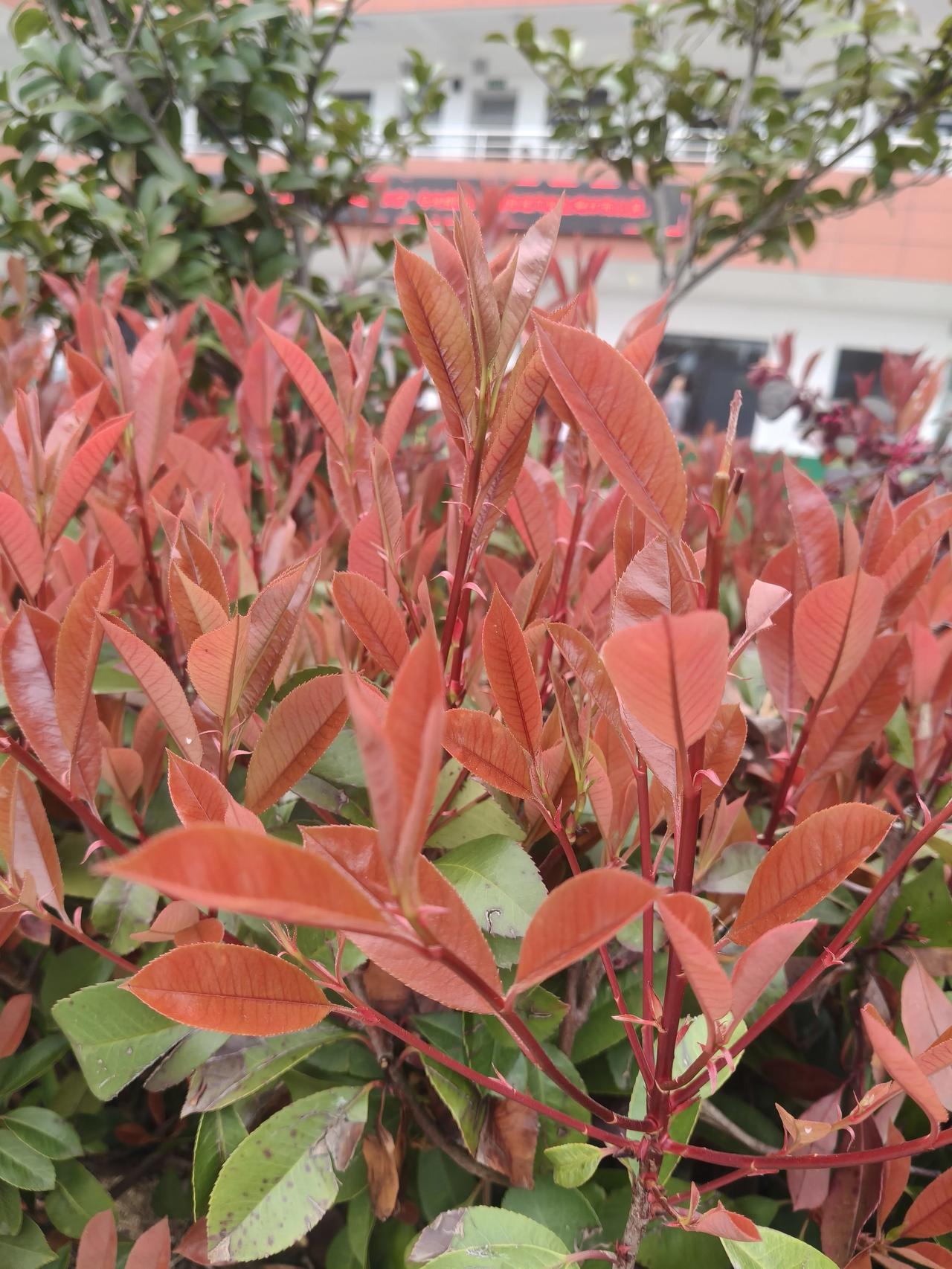 风是暖的，
天是蓝的，
春天是刚刚好的。
出门走走，
晒晒太阳，
把日子过得温柔