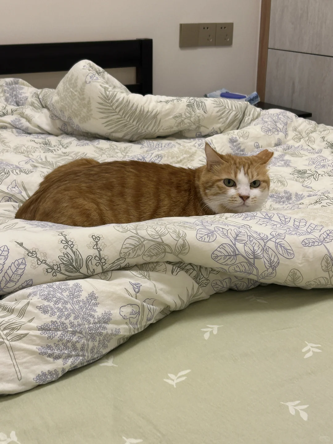 小猫咪失去四肢变成三角大面包