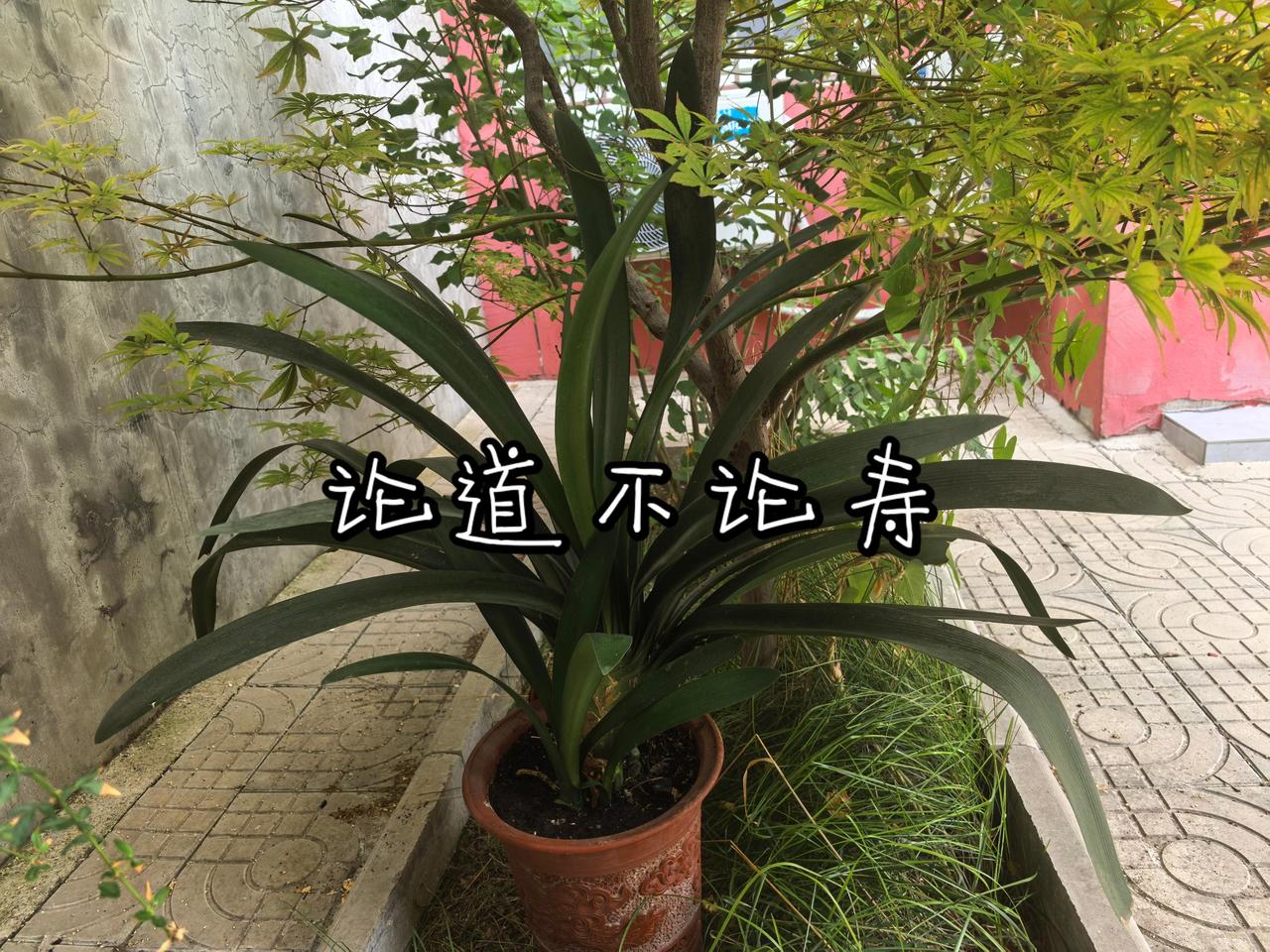 论道不论寿