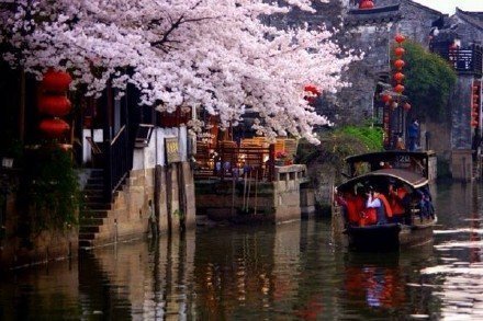 烟雨西塘，追寻这一季的樱花雨[心] 