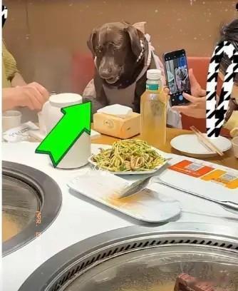 “缺大德了”，天津市有位狗主给狗过生日，选择一家铁锅炖，还用人用的餐具给狗喂食。