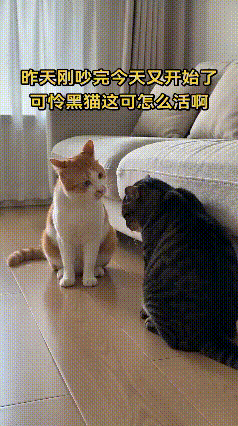 到底犯了啥错？花猫连续两天训斥黑猫，它全程低头认罚🥹
 
太有意思的猫咪对峙现