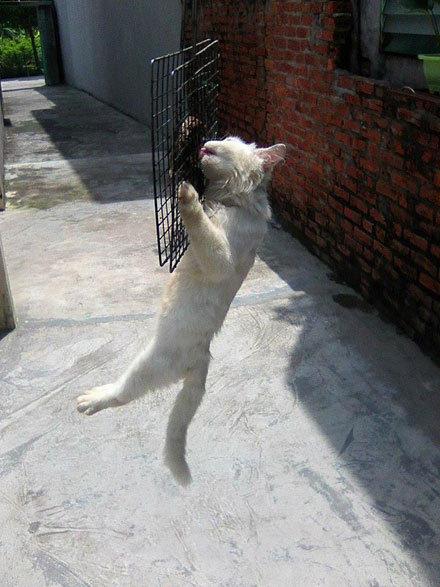 挂在门外的烤鱼，还没来得及吃，结果被猫咪看到后...