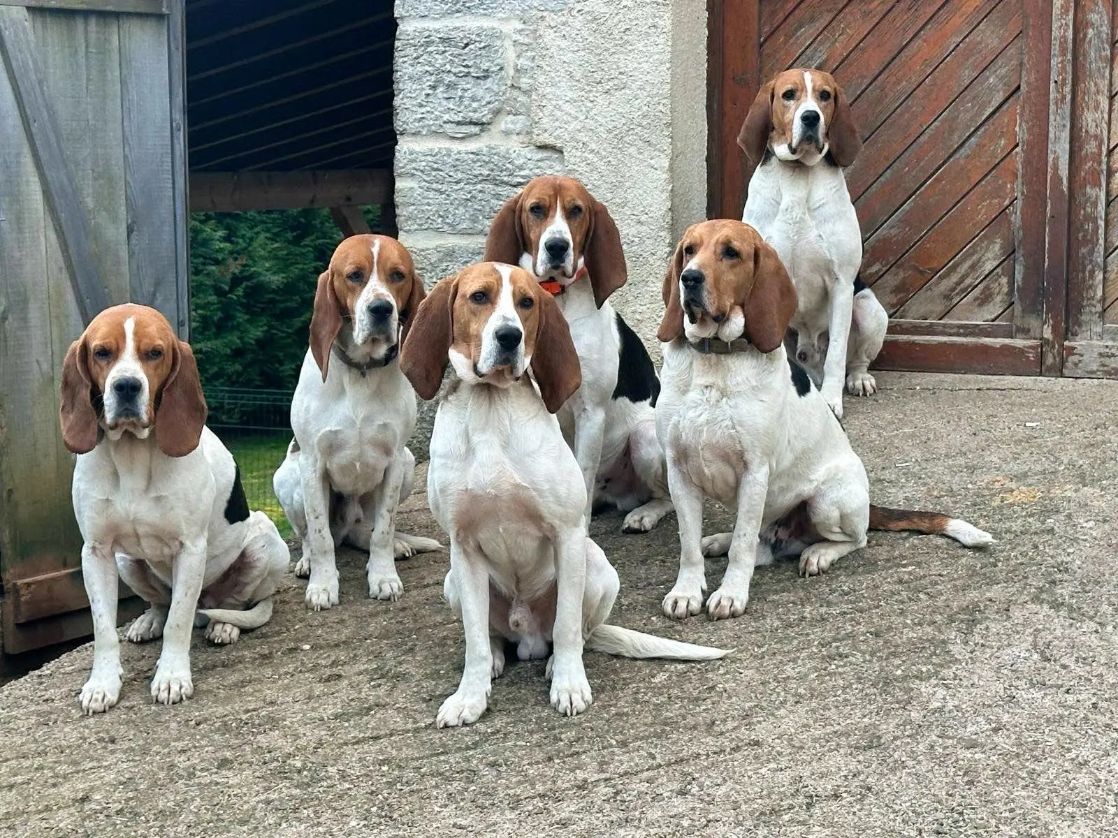 法国🇫🇷猎犬猎犬