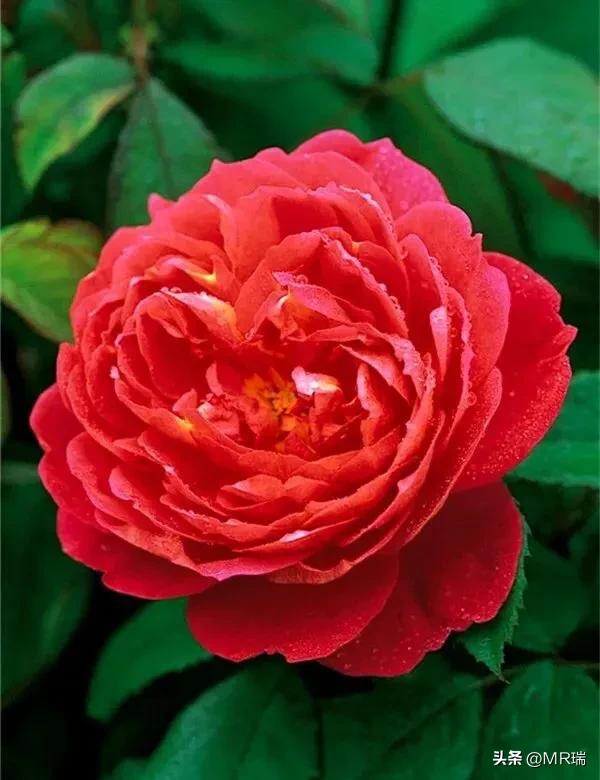 通知：由于最近突然流量变大，各种私信邀请已经让我不堪其扰，加上最近打算闭关学习，