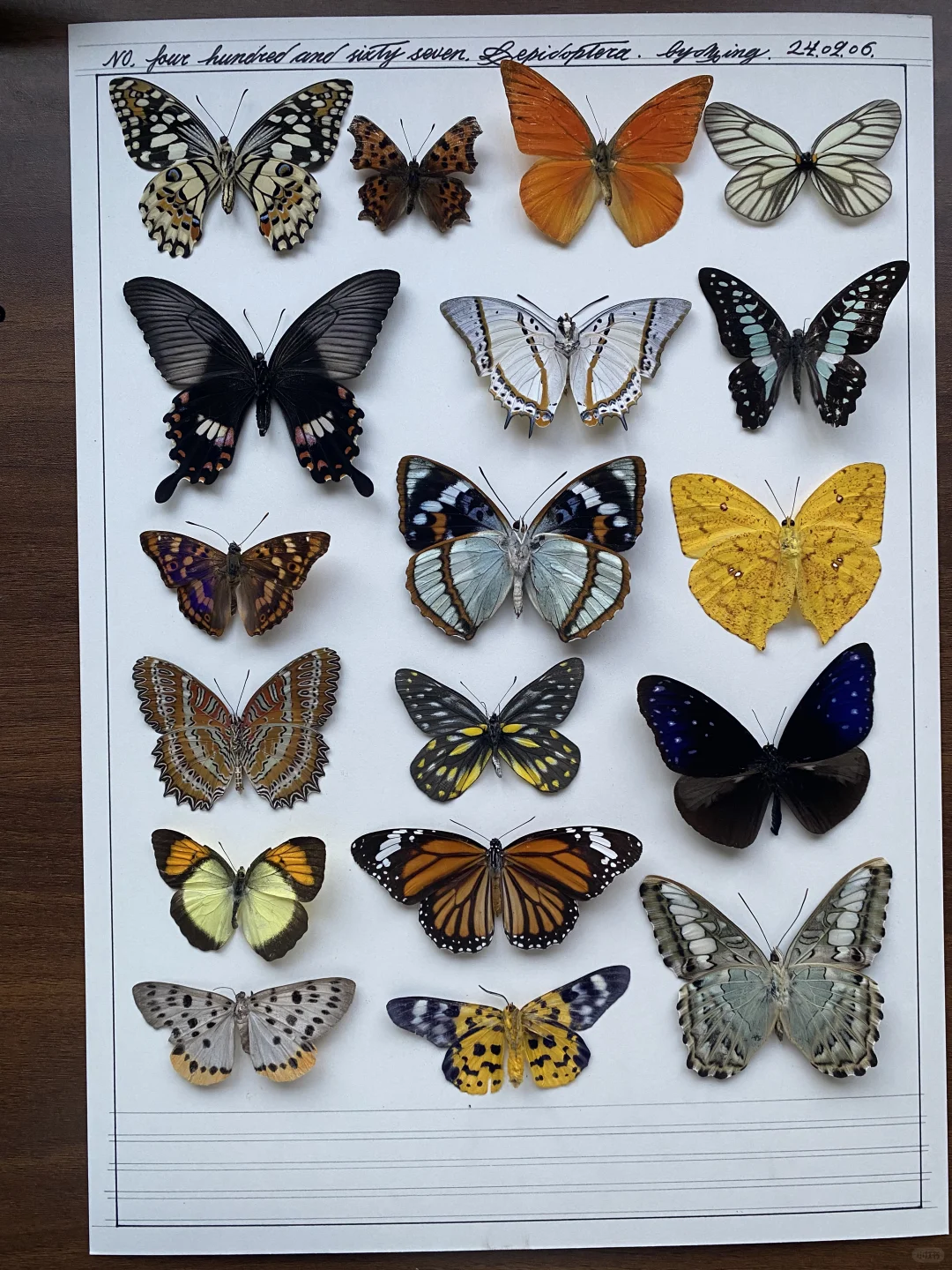 不知道装裱的时候该用哪一只蝴蝶🦋