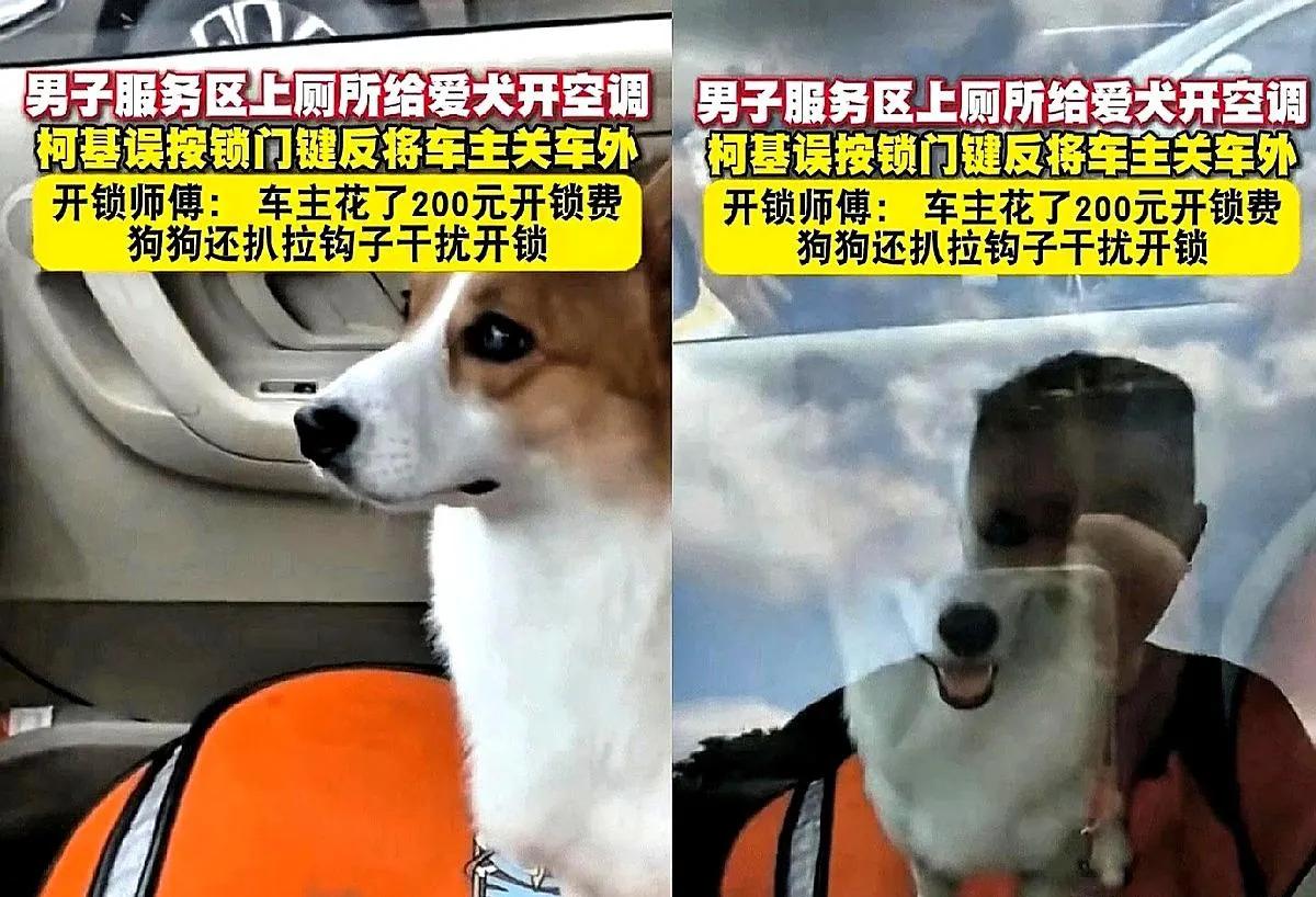 “笑不活了！”重庆，一哥们在服务区停好车跑去厕所，把空调留给狗狗开着。
结果他刚
