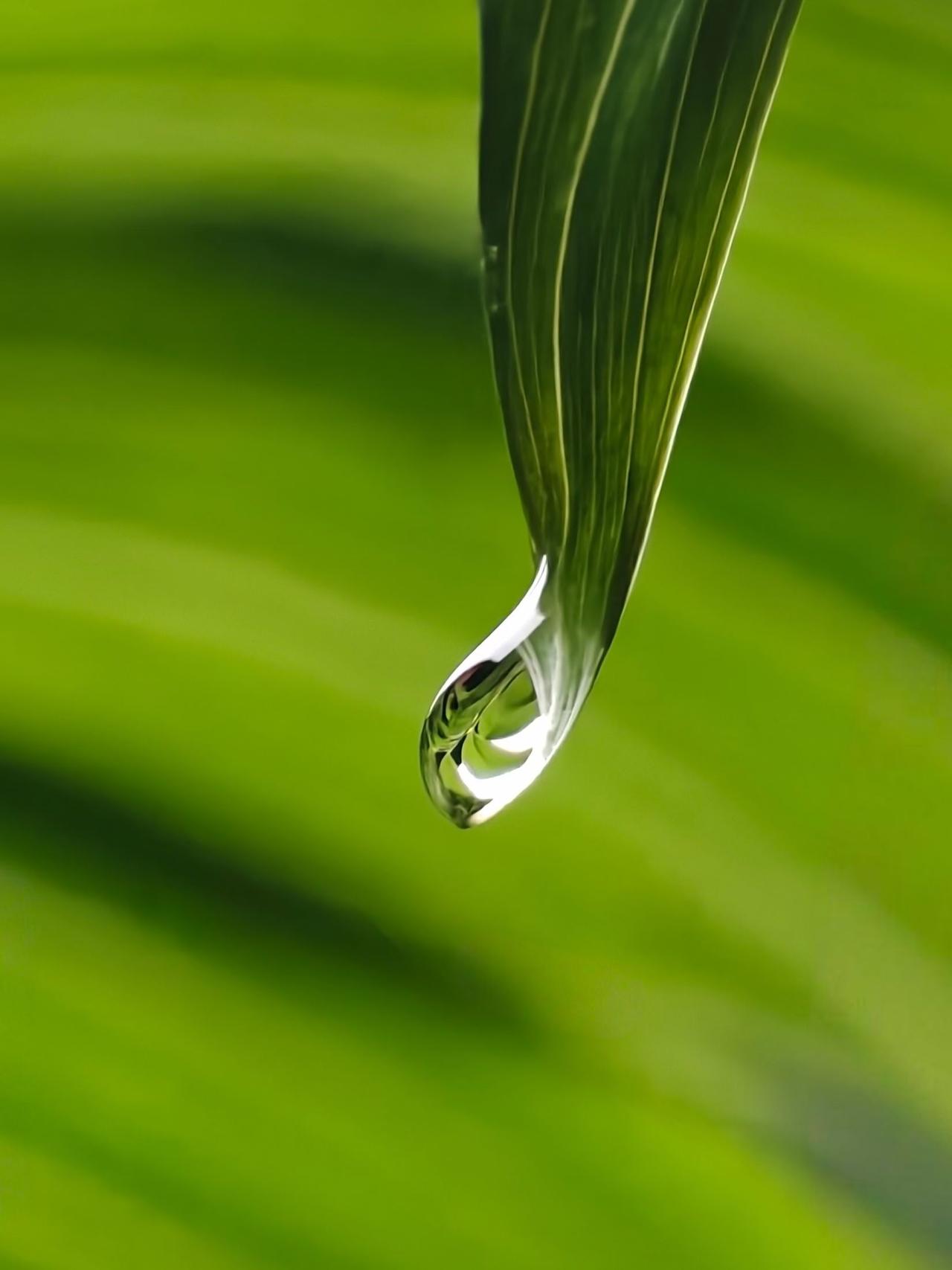 （手机随拍）
下雨啦，瞧雨滴里藏着的小精灵……