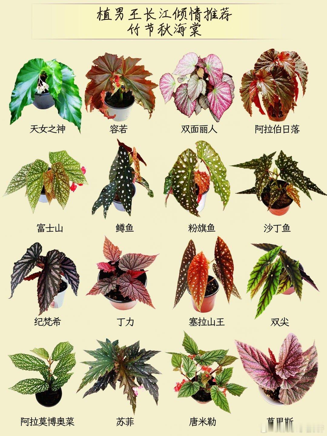 秋海棠能有多少种样子养秋海棠就像在家开艺术展，从温柔心形到霸气黑峰，每一种都颜值