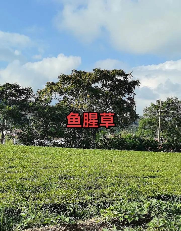 森林狼拿下G4关键战役，成功将系列赛大比分追至2-2平，决定晋级走向的天王山对决