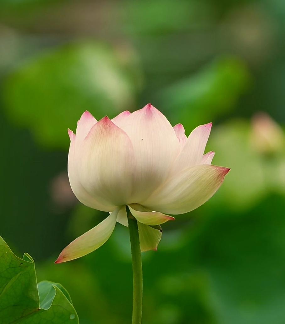 随手拍美丽花朵。随手拍～