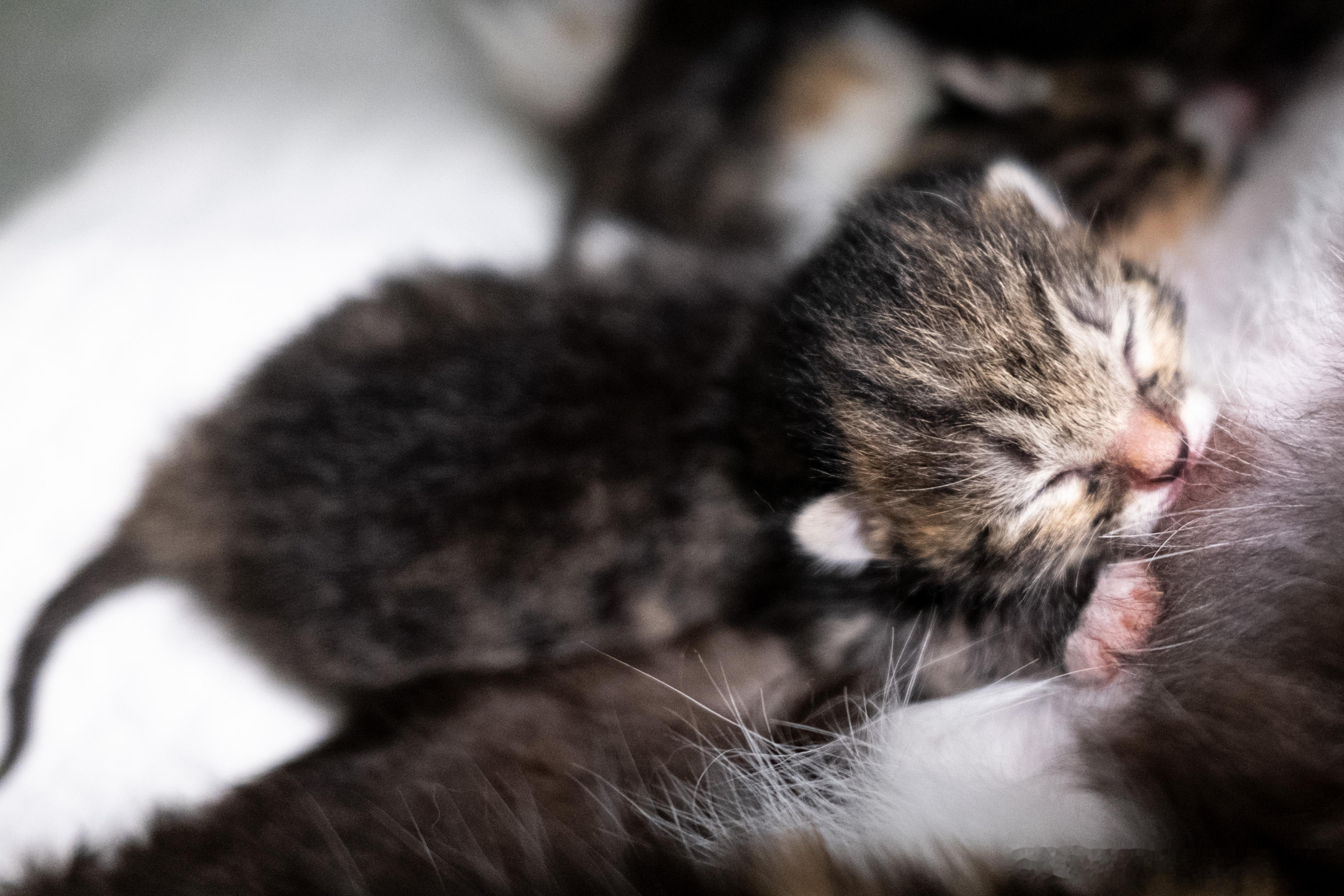 猫咪摄影 5月20 日出生的小宝贝们🐱寻找北京有缘的麻麻巴巴👩👨四只小可爱