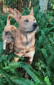 狗勾探员和萌猫探员准备好冒险了！太酷了！