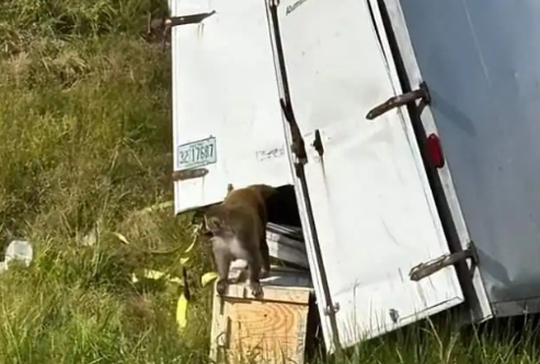 美国又有实验用猴跑了 [吃瓜]美国基操！现在是猴身上，下次就不知道谁身上了。 ​