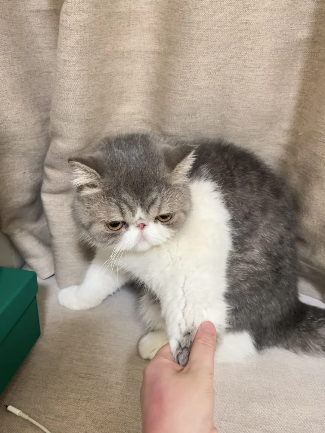 正义小猫