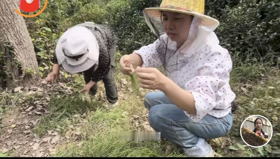 湖北养蜂的小汤一家，最近到了河南信阳，跟着茶花期继续赶蜂。
日子慢慢回到平常：蜂