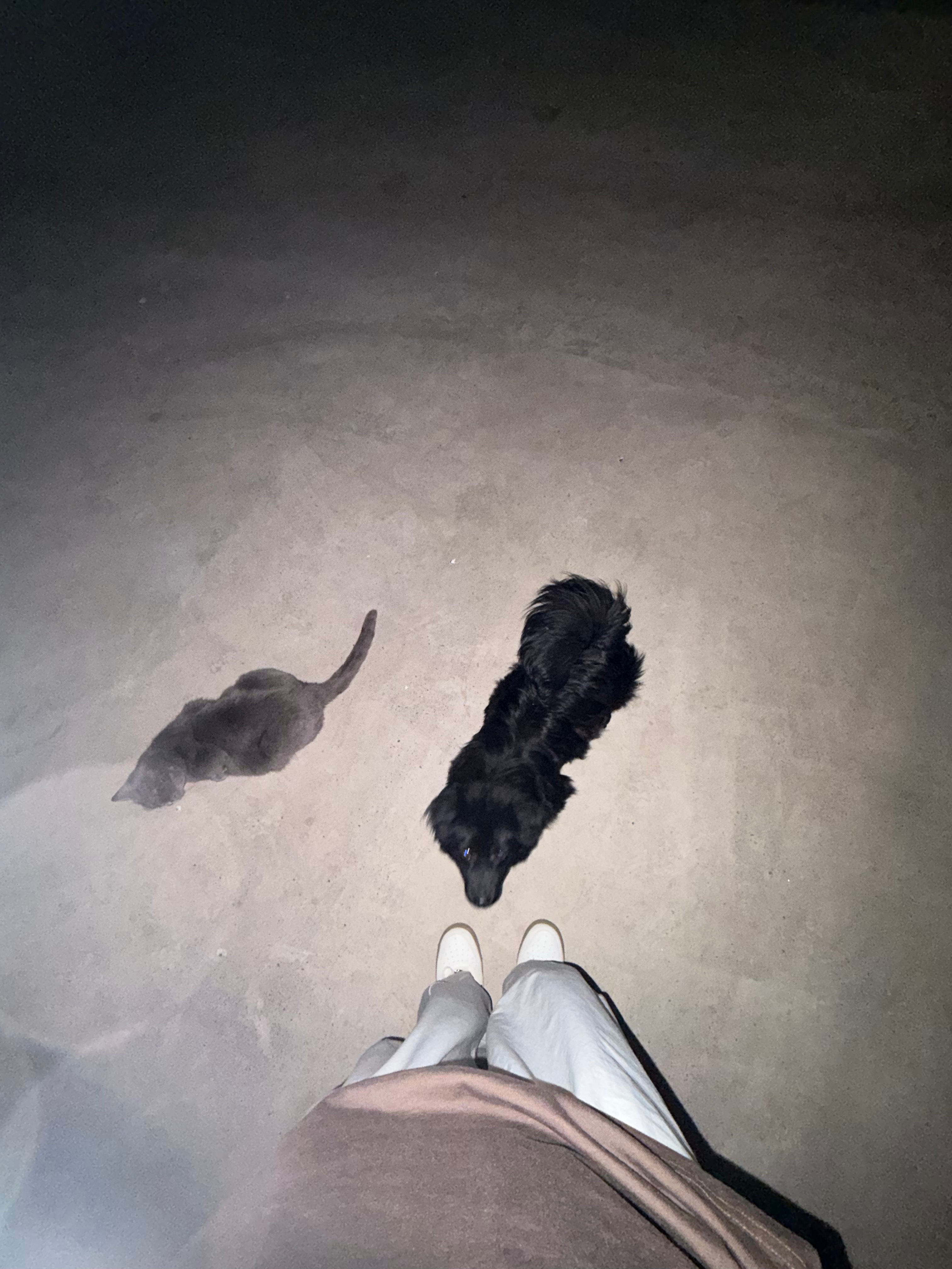 回老家以后也是猫狗双全了好吧 