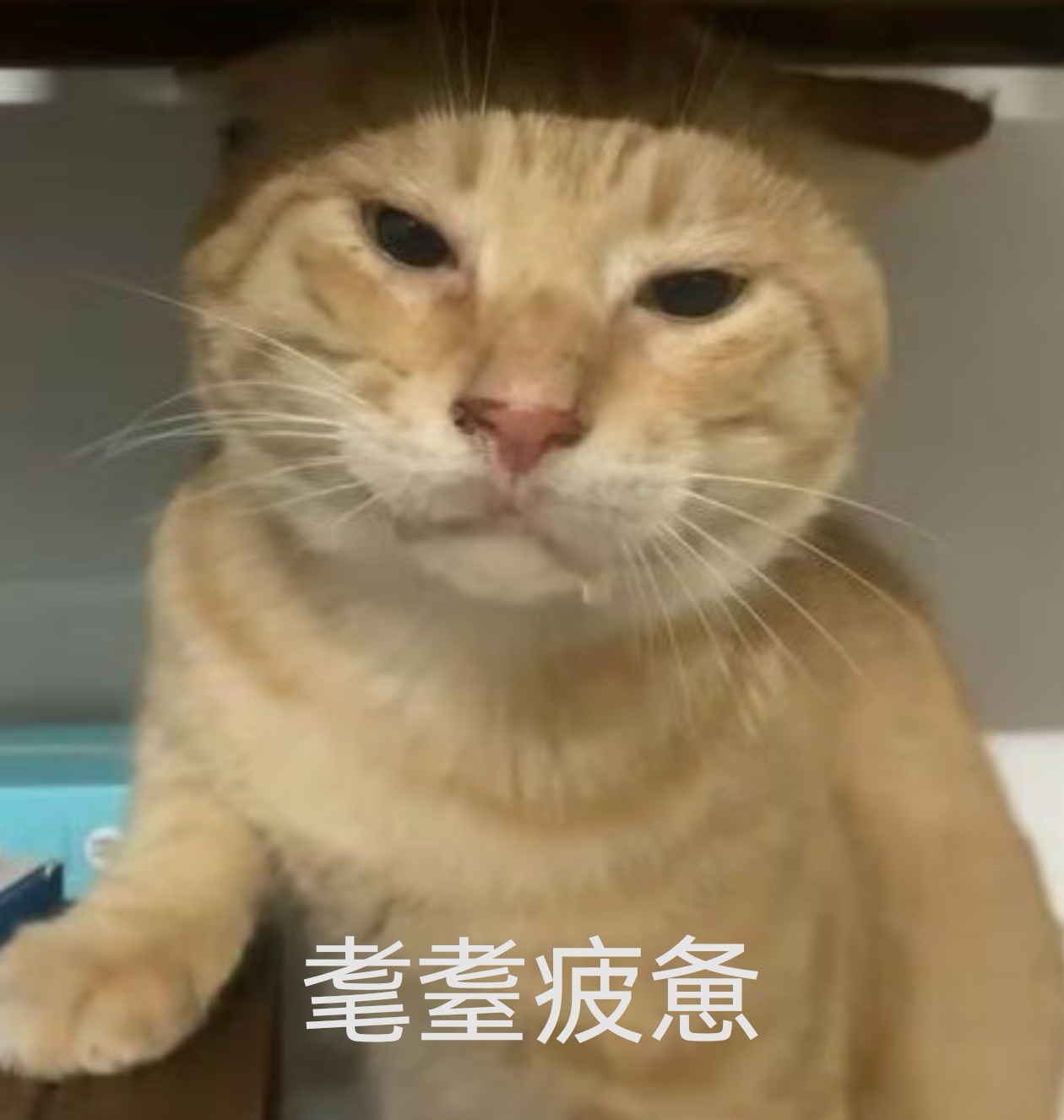 我再也不贪进度弄猪脑过载的东西了陪老婆补过七夕