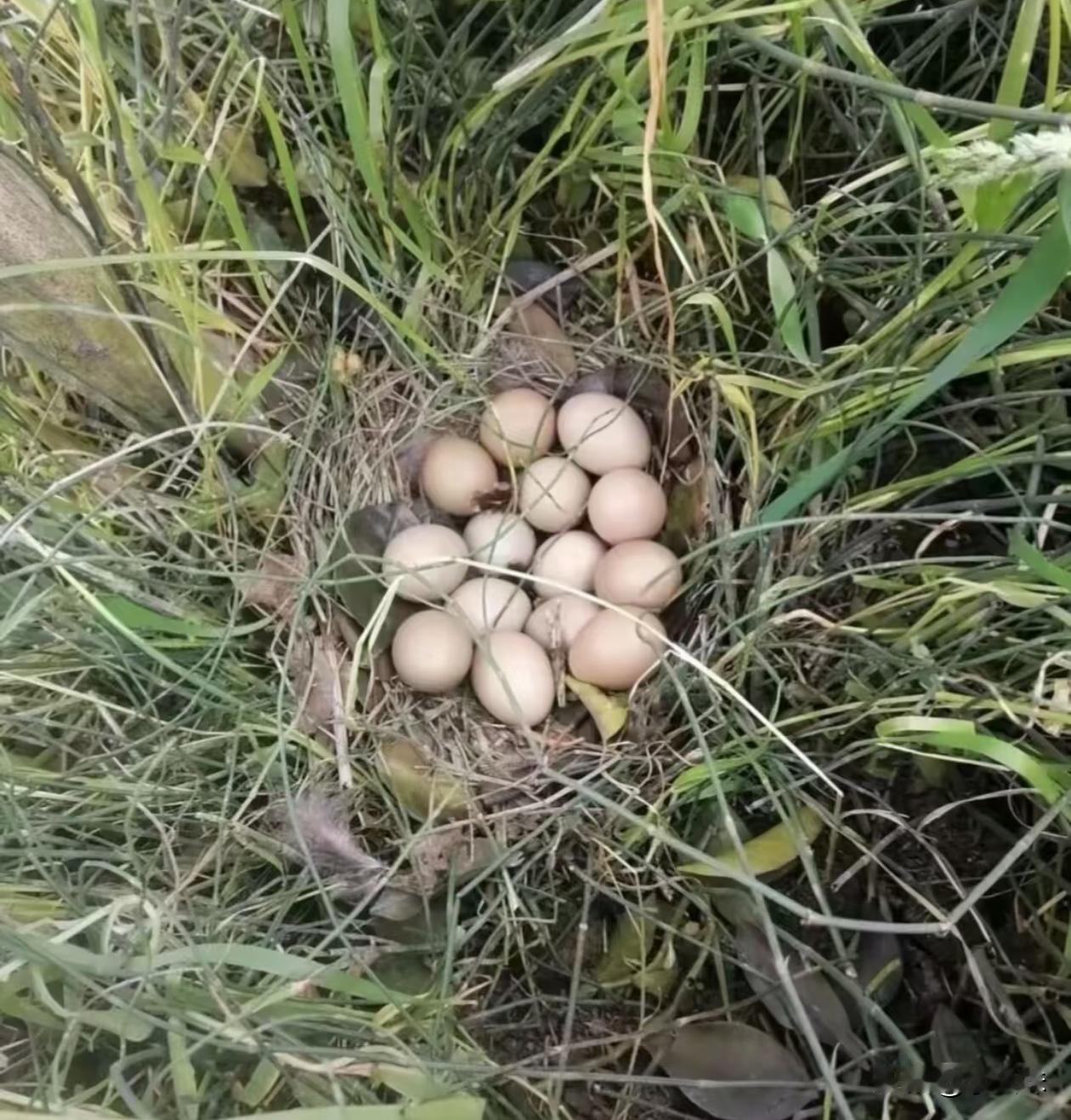 这是野鸡蛋吗？