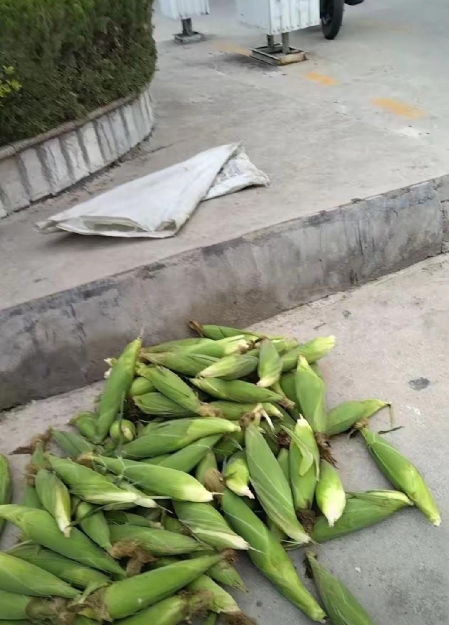 老婆说，玉米卖完了，5天卖了800多块钱，多亏了早卖了几天，要是现在才开始卖的话