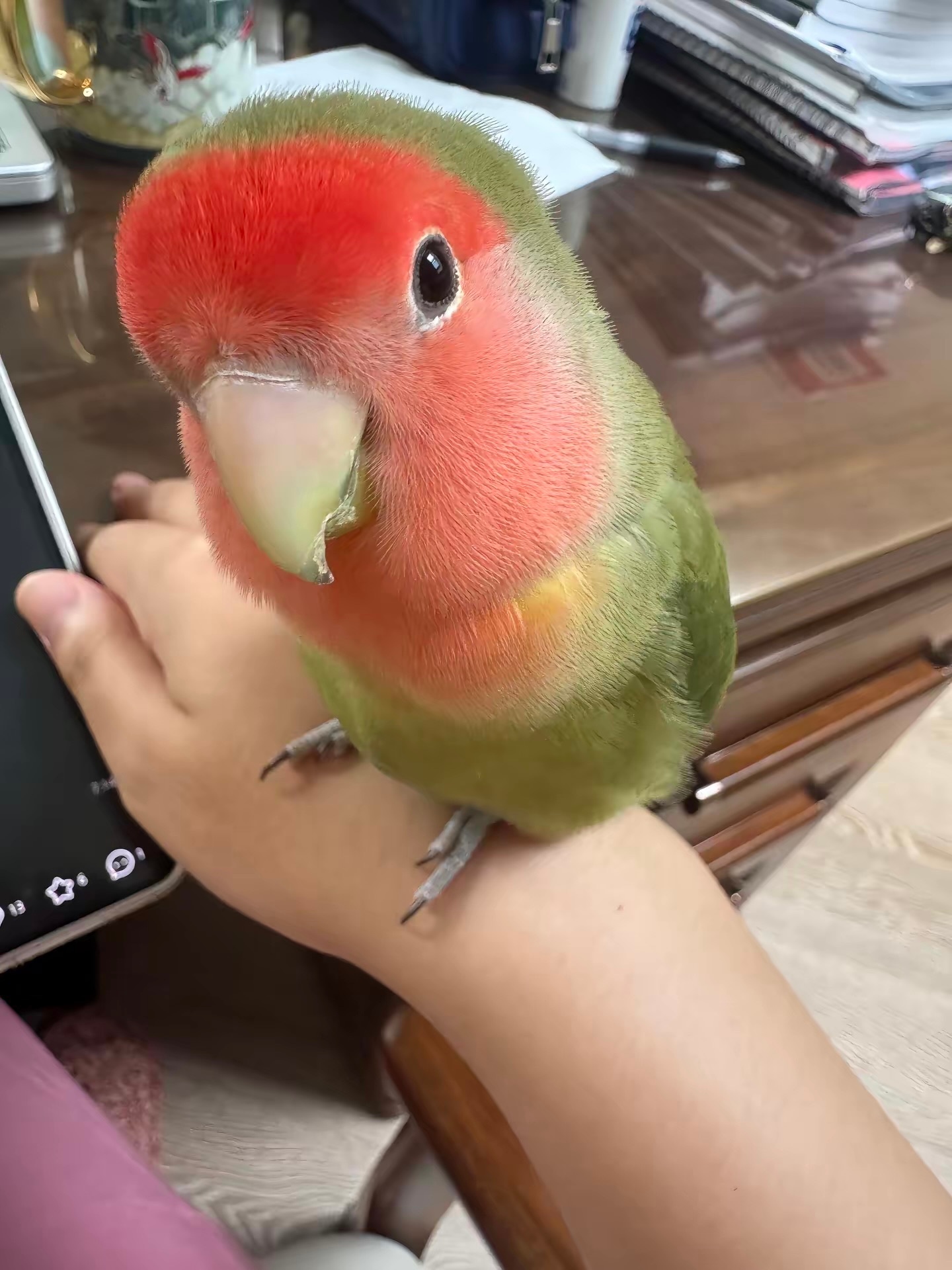 小鸡：来贴贴