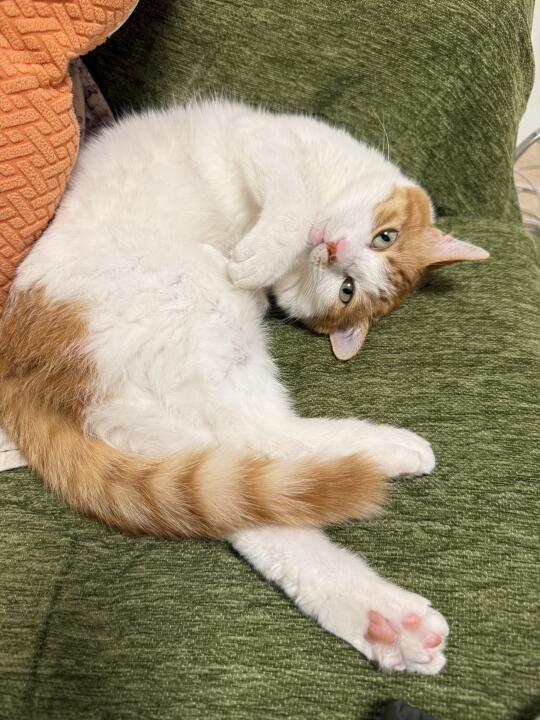 俊猫 .