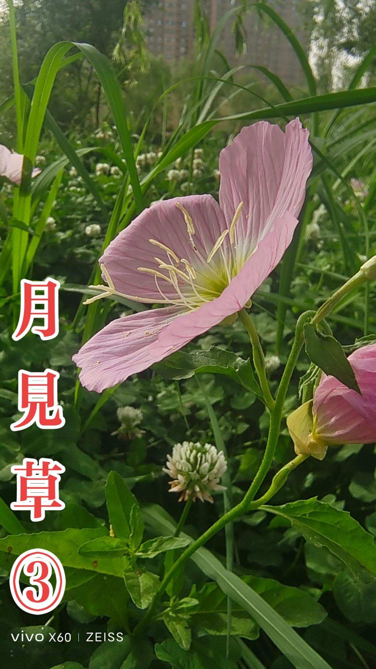 看见音乐 花花草草 随拍