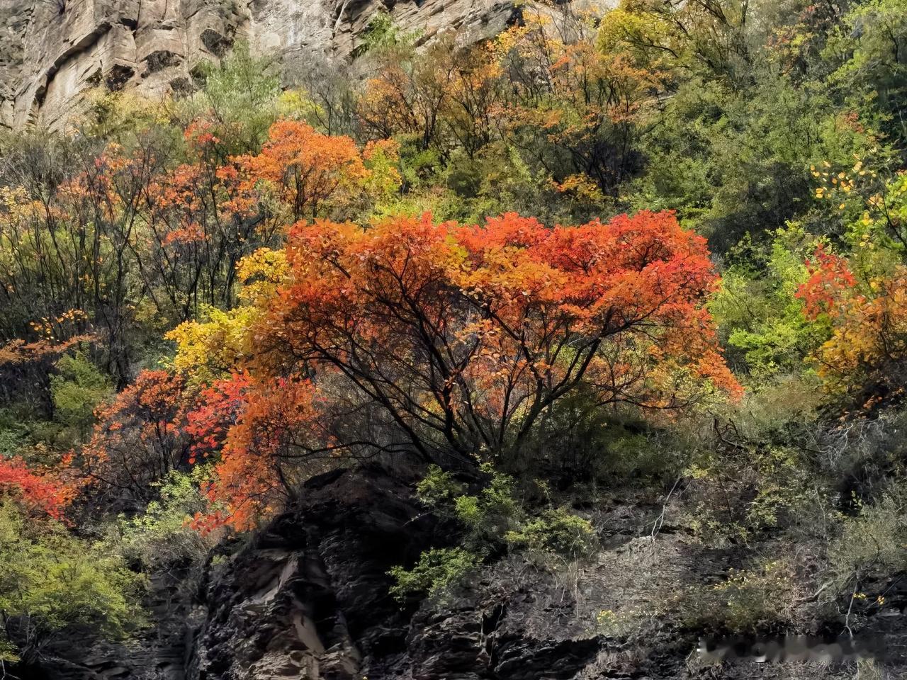 巍峨太行，秋色尽染。
摄于山西省长治通天峡景区，2824.10.25。
#旅行随