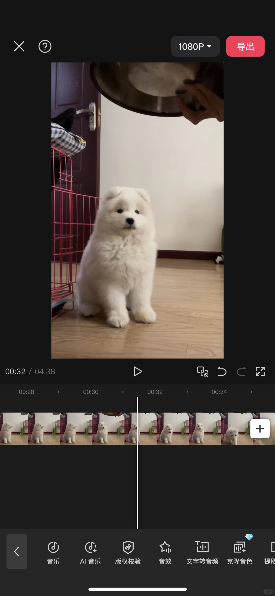 宠物小时候