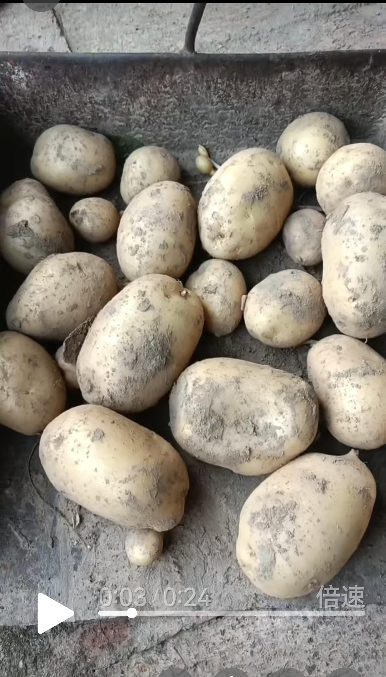 春天在我们院子里种了二三十颗土豆，这是第一年种土豆，也不知道行不行。
今天老伴给