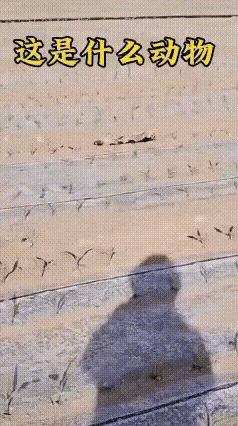 黑龙江这大姐在自家玉米地碰到的小家伙，可太稀罕了！本来以为是黄鼠狼，凑近一看是三