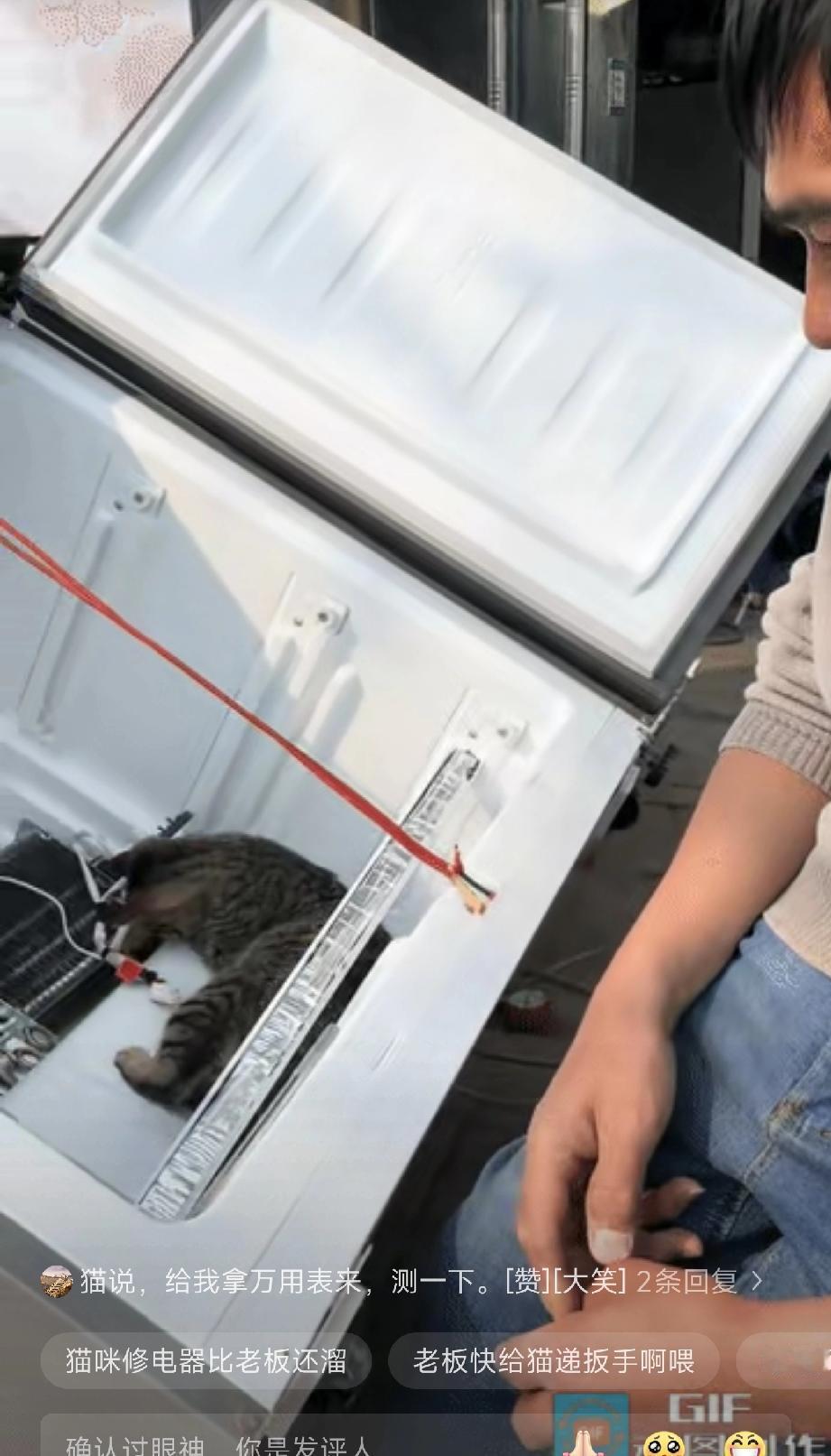 “笑不活了”近日河南一男子正在修理电器，他养的狸花跑了进去，还在里面认认真真的捣