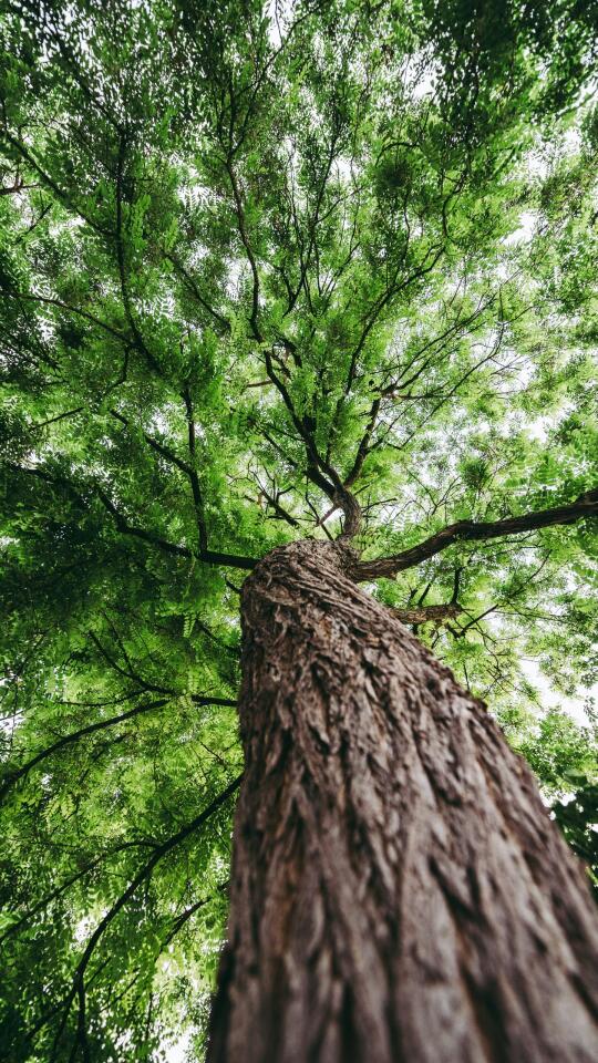 交换一张你拍的树🌲~