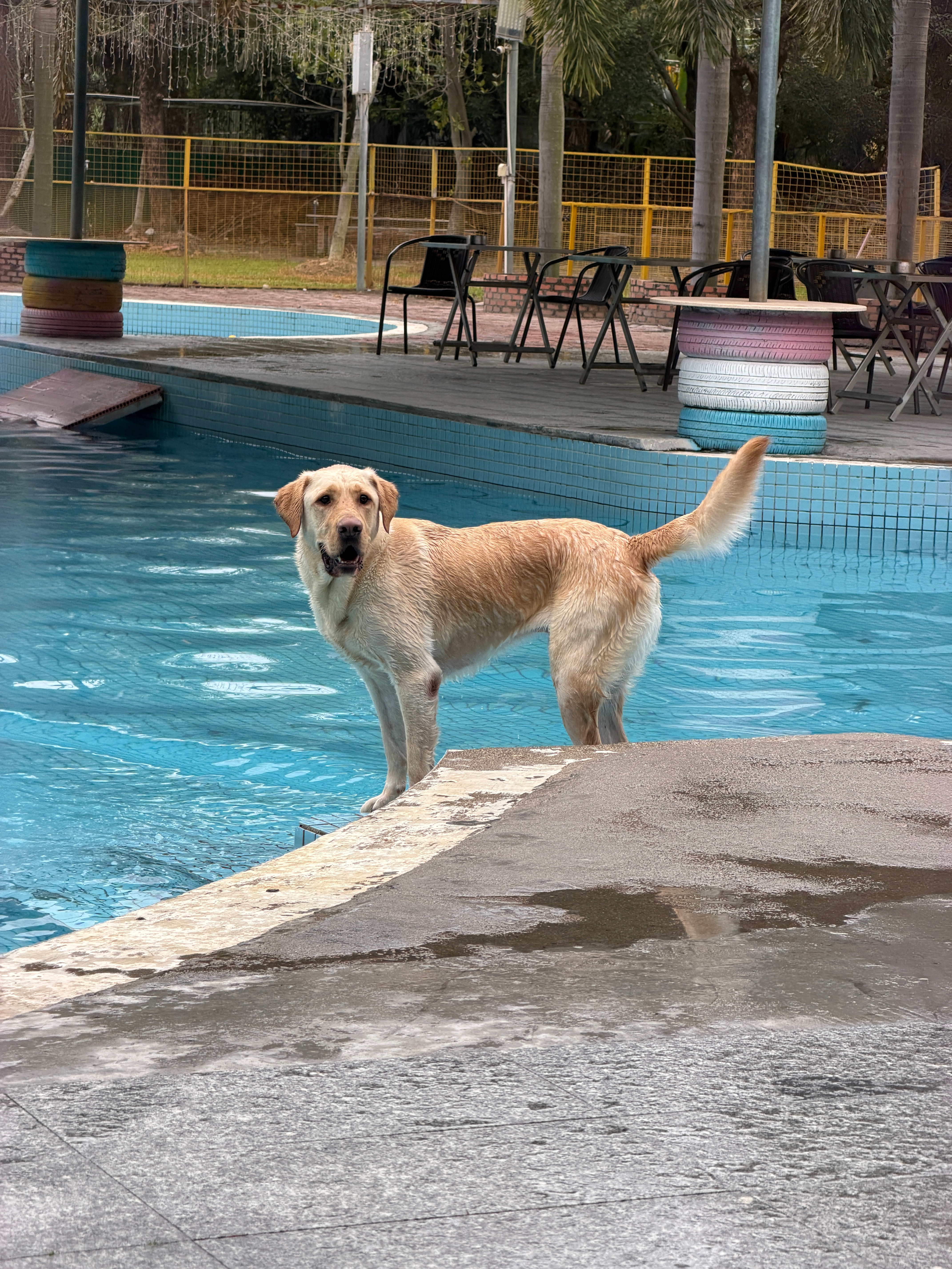 来接狗爷回去偶遇之光EV送一条十岁哈士奇来寄养本堡种草员感到莫名开心这台之光EV