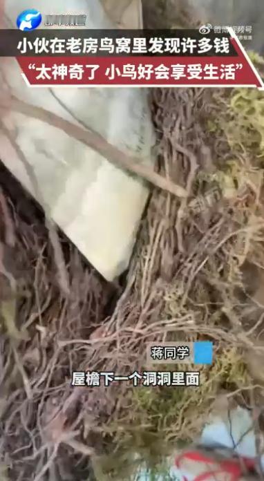 “天上掉馅饼了！”2024年7月，云南昭通，一男子回老家时，在老房鸟窝发现了很多