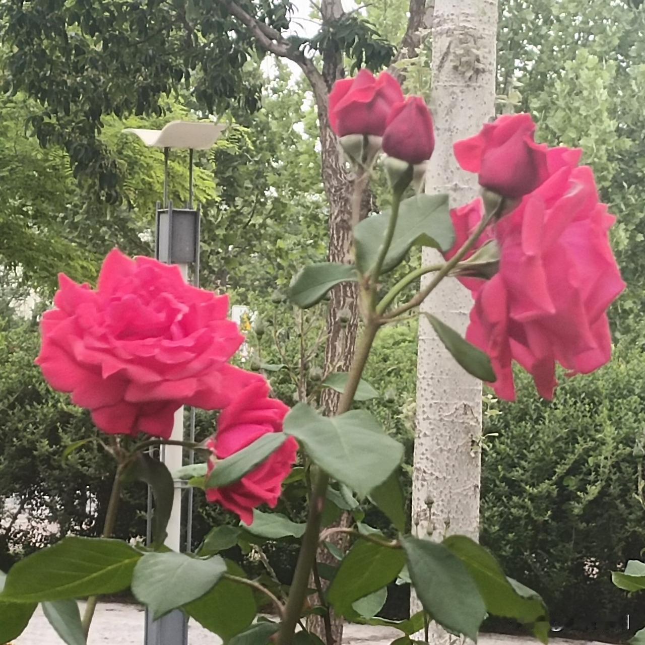 不贪甜言蜜语，只看重真心担当，不爱虚情假意。
一旦动心就用情很深，倘若给不了长久