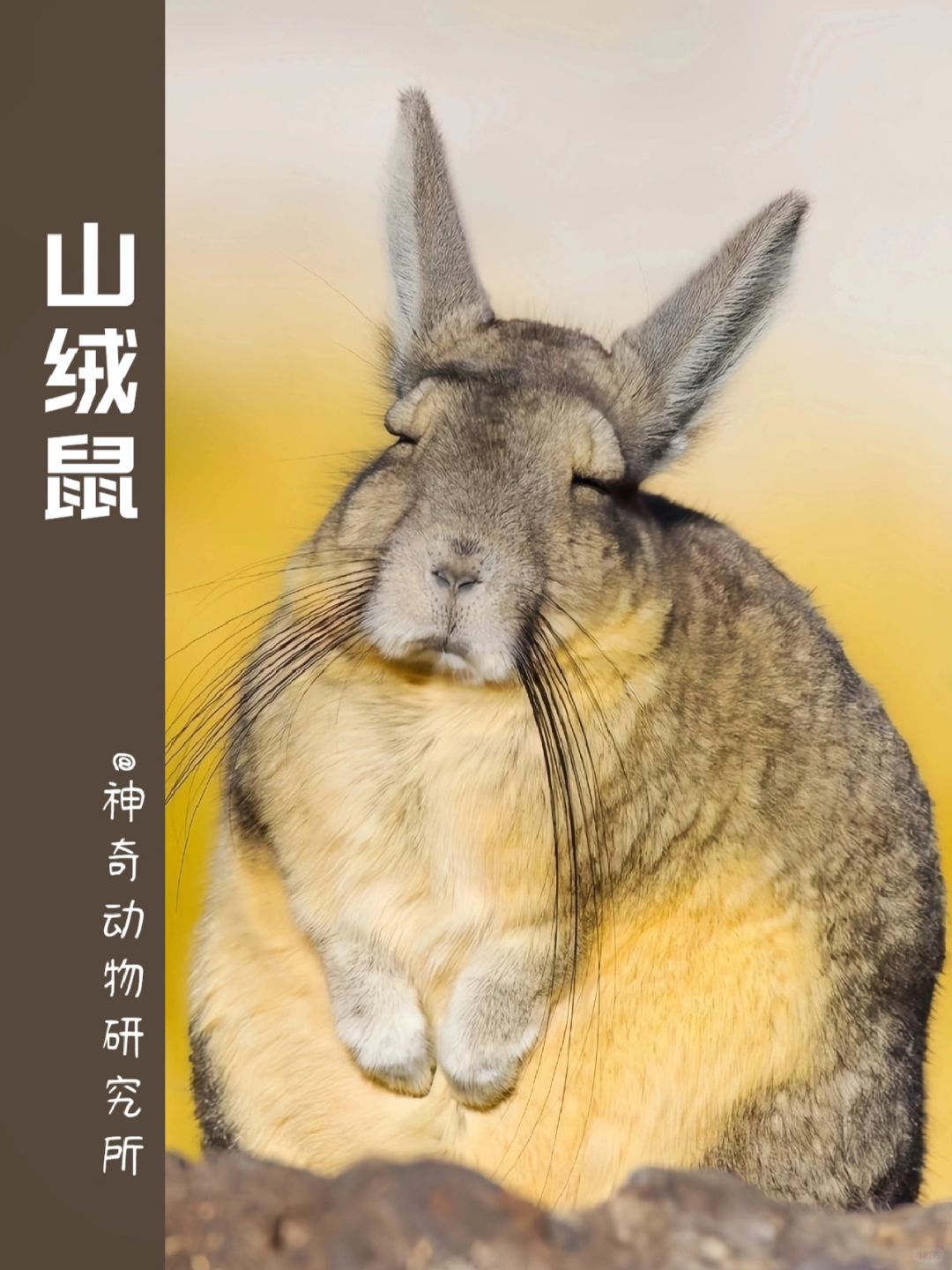 每天了解一种趣味动物👀山绒鼠