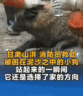 泪目了。甘肃山洪，消防员营救期间发现一只奄奄一息的狗子被埋在泥沙之中，大家见状也