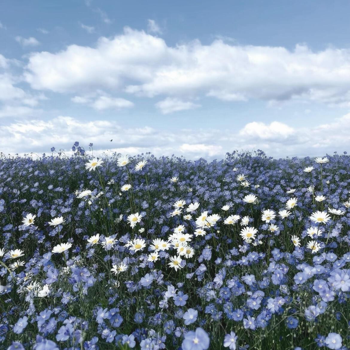 蓝色鲜花背景图✿𝐒𝐨𝐟𝐭-𝐛𝐥𝐮𝐞 𝐟𝐥𝐨𝐰𝐞𝐫 