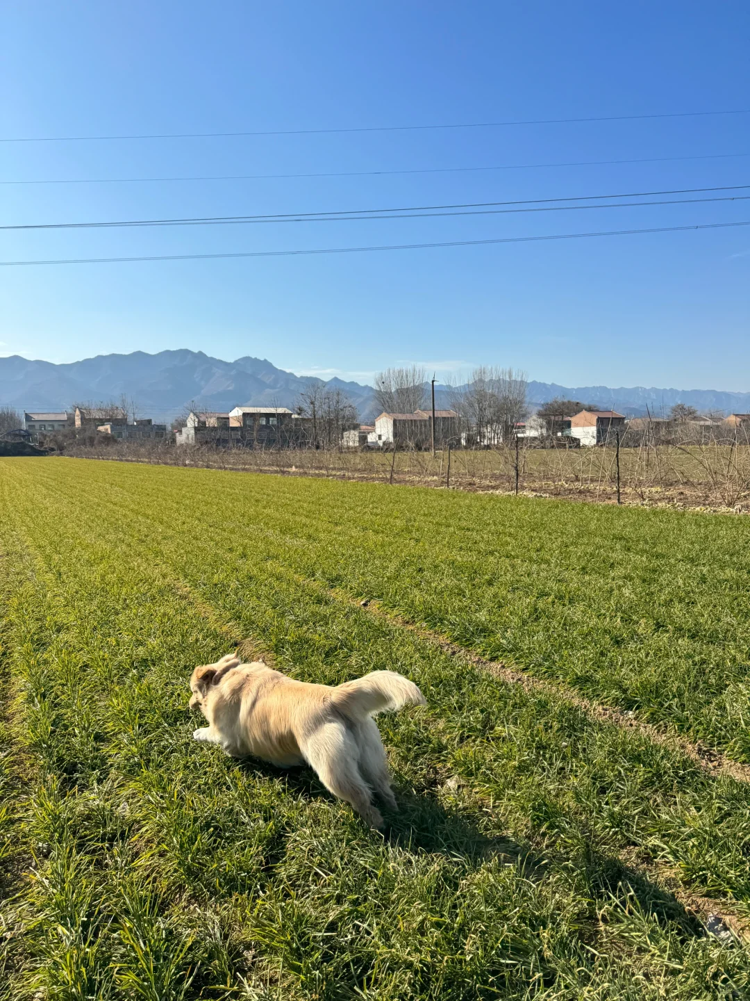 Ok又过上了当村霸的日子