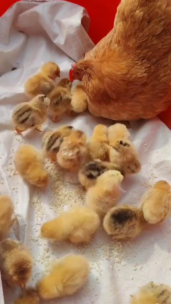 教你一招辨别小鸡公母。
拉开小鸡的翅膀，长短不一的是母鸡，长短一致的是公鸡。
你