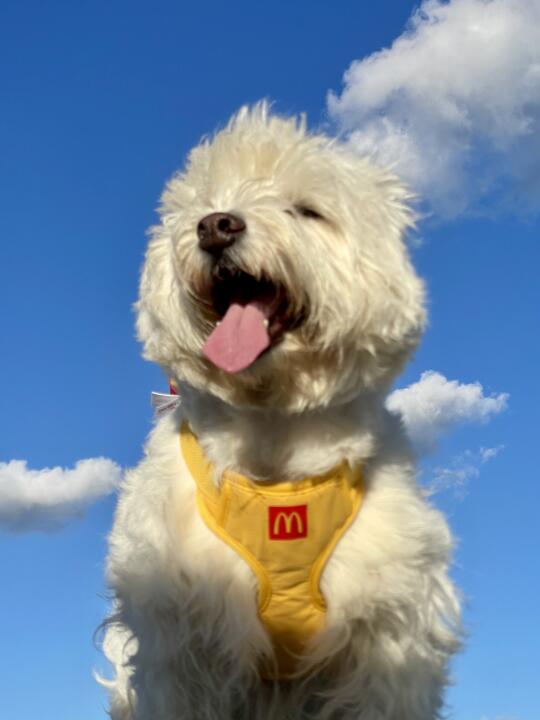 小狗我给今天的蓝天白云打一百昏～live！