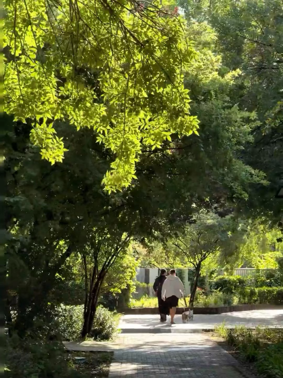 记录小区里的夏日光景，透过树叶漏下来的阳光低头撞见两只摆烂小猫，瞬间被治愈啦。 