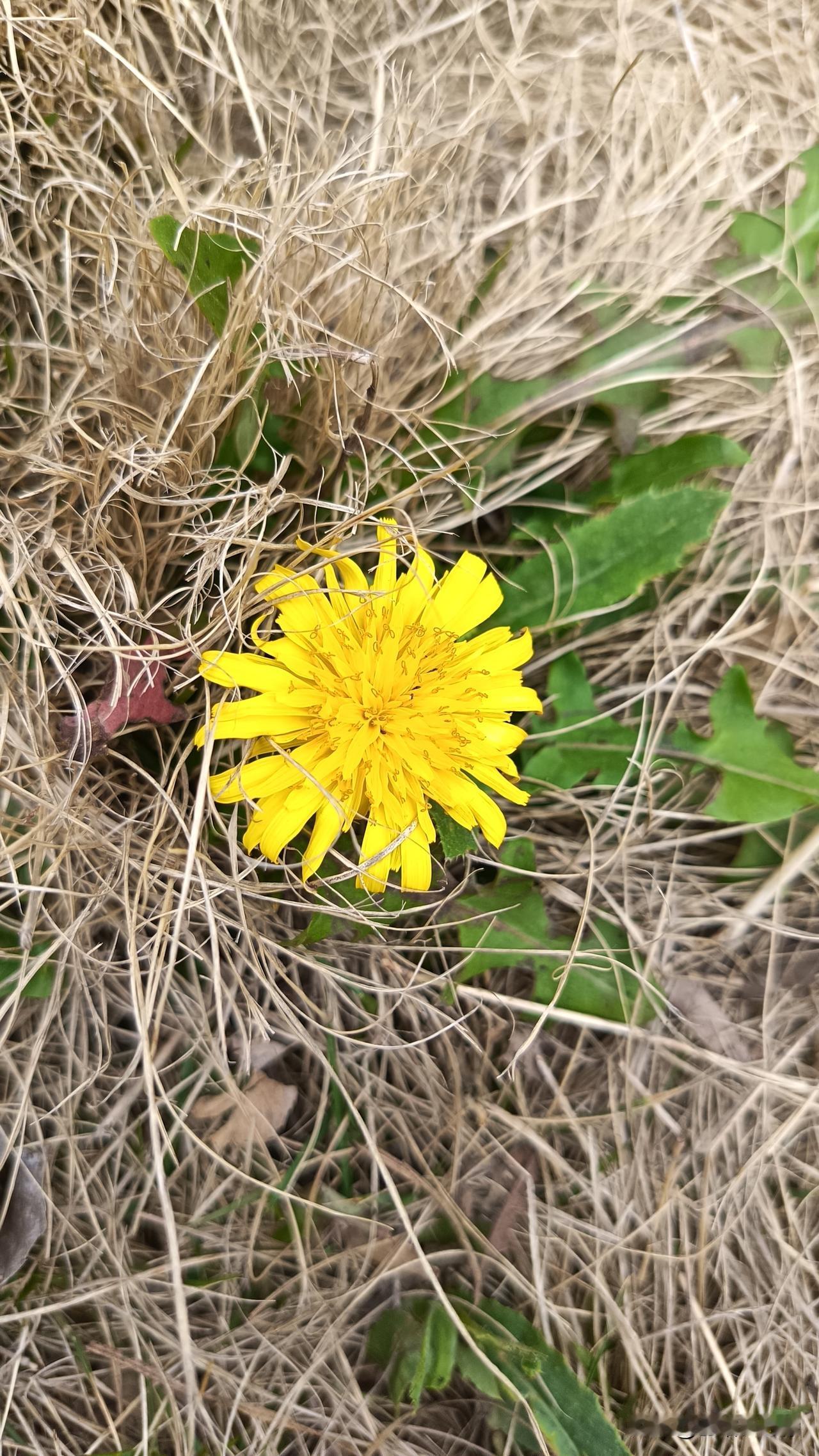 那个宋什么经济学家，永远不清楚一个道理，为什么粉丝会集体反投诉这个经济学家。
