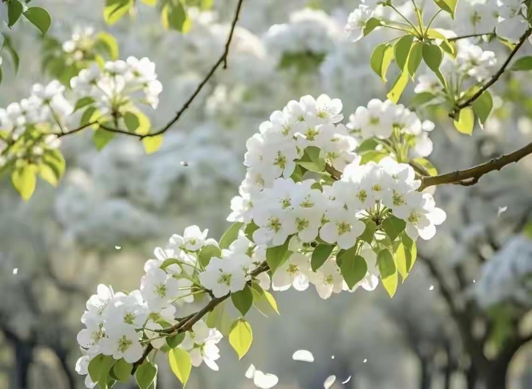平平仄）梨花雪，
仄仄平）杀虎关。
横批：《梨花雪与杀虎关》