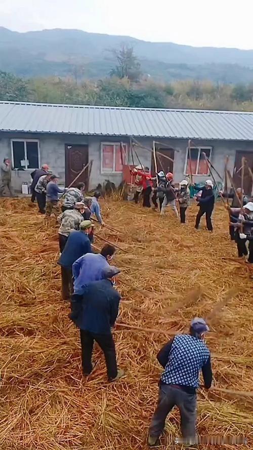 农民都支持以前的大集体，还是包产到户？

凡支持大集体的都不是种过地的农民，凡是