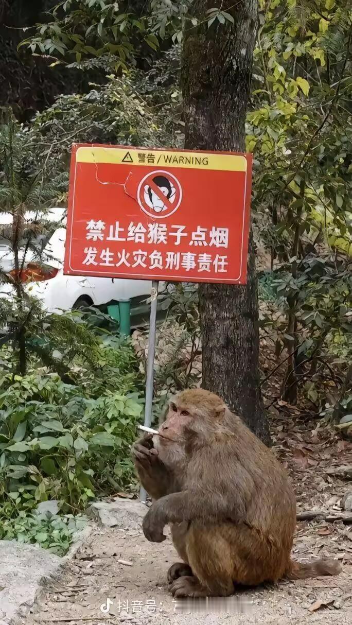 这帮人太损了。。。。让猴子学会抽烟，这破坏力可能超出一般人的想象 