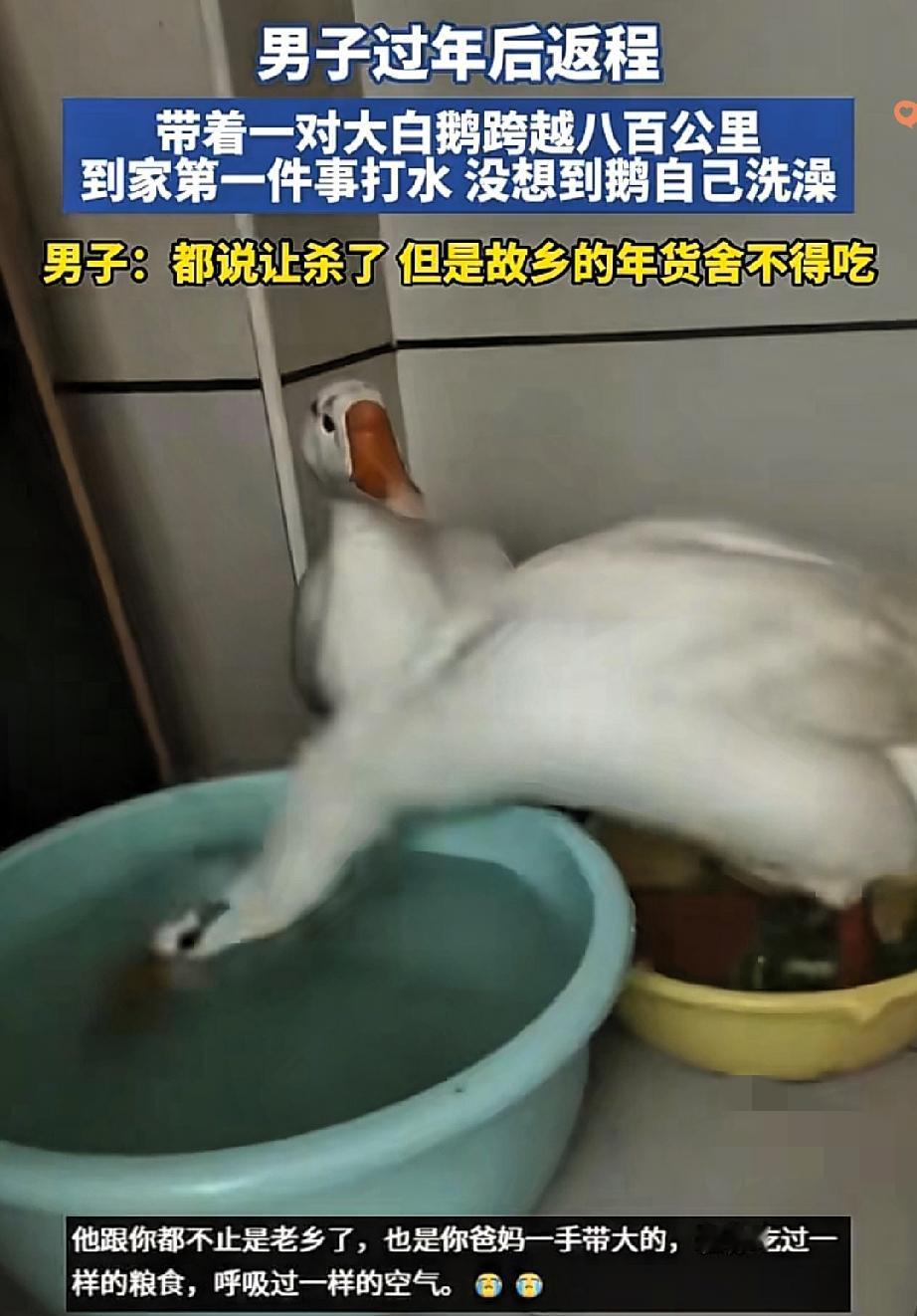 这哪是带了只大鹅，分明是把故乡的牵挂和生命的温柔，跨着八百公里带回了家！
 
河