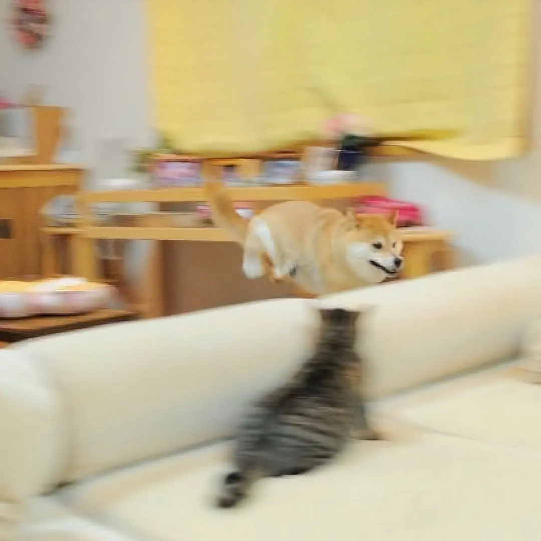 小飞棍来咯